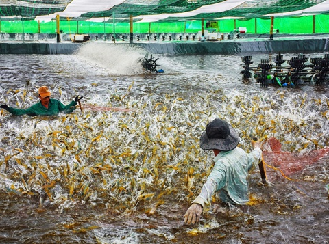 xuất khẩu tôm - Ảnh 2.