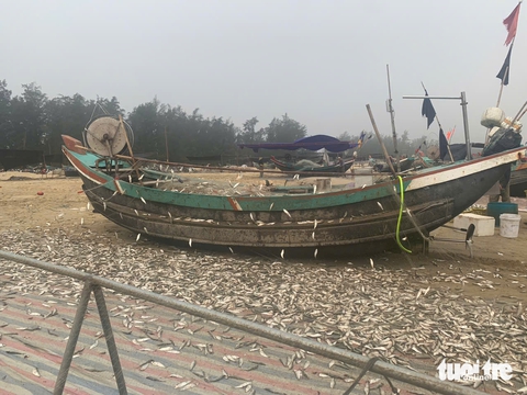 Ngư dân trúng đậm mùa cá trích theo bầy đẻ trứng - Ảnh 4.