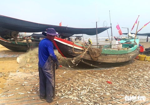 Ngư dân trúng đậm mùa cá trích theo bầy đẻ trứng - Ảnh 5.