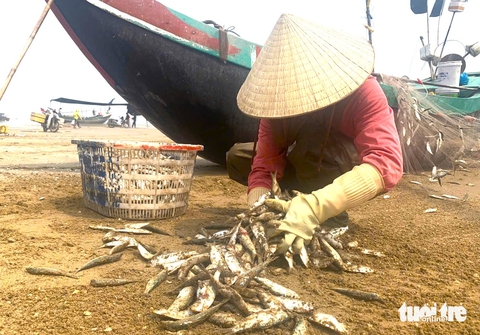 Ngư dân trúng đậm mùa cá trích theo bầy đẻ trứng - Ảnh 6.