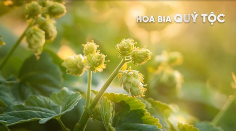 Bia Hơi Hạ Long - Ảnh 2.