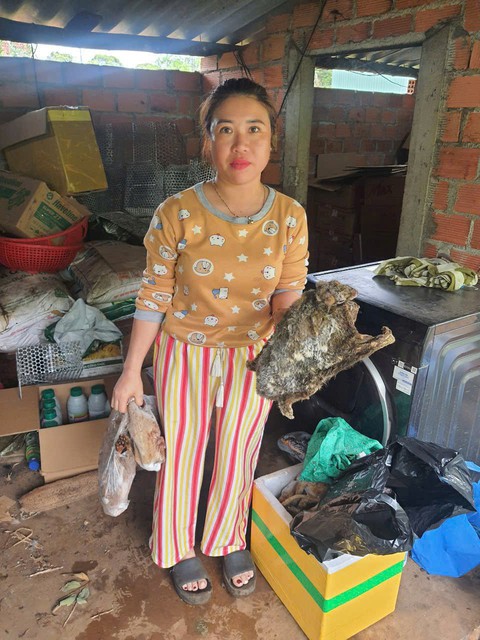 rắn hổ chúa - Ảnh 1.