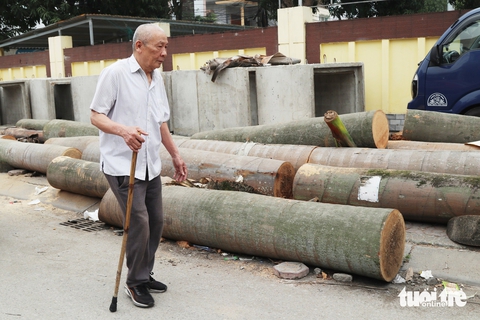 cây xanh - Ảnh 2.