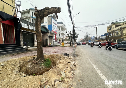 Vì sao cắt cây xanh, đào cả trăm gốc rồi 'bỏ mặc' cả tháng trời? - Ảnh 4.