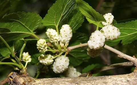 da - Ảnh 1.