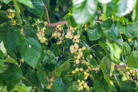 Dâu tằm trắng - Ảnh 1.