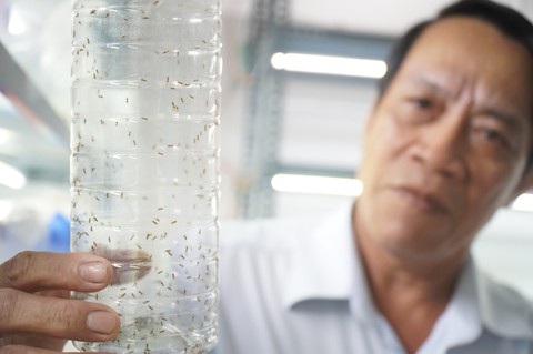 Thả 285 triệu con ong ký sinh ra môi trường để bảo vệ vườn dừa Bến Tre - Ảnh 1.
