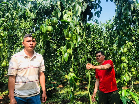 Kẻ xấu cắt gốc, phá vườn chanh sắp thu hoạch, công an đang truy tìm - Ảnh 1.