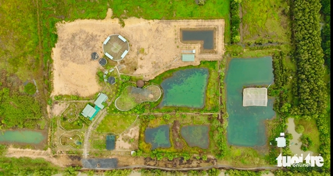 sếu đầu đỏ - Ảnh 3.