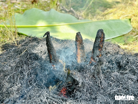 cá lóc đồng - Ảnh 3.