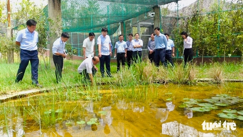 sếu đầu đỏ - Ảnh 1.