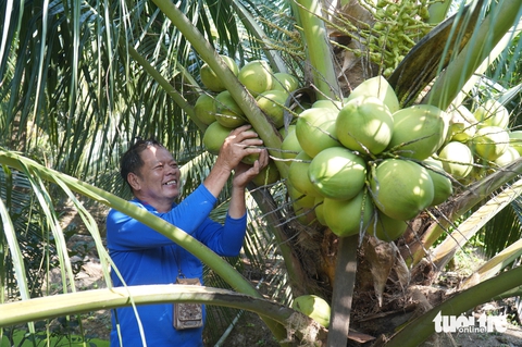 Đến lượt dừa xiêm tăng giá, nhà vườn miền Tây hưởng lợi - Ảnh 1.