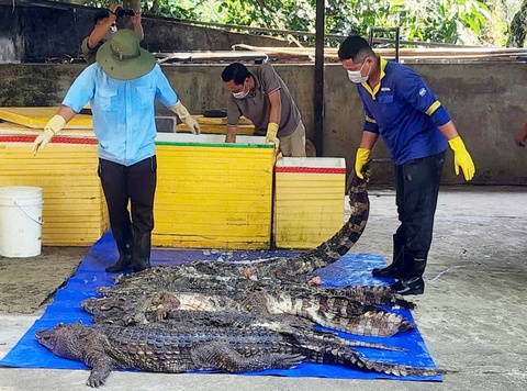 Cần đưa 26 cá sấu qua Safari Phú Quốc để được chăm sóc tốt - Ảnh 1.