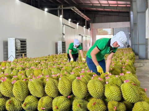 Sầu riêng bị kiểm tra nghiêm ngặt, xuất khẩu rau quả sang Trung Quốc giảm gần một nửa - Ảnh 1.