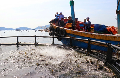 Khánh Hòa phát triển ngành nuôi biển theo quy mô công nghiệp, hướng ra xa bờ - Ảnh 1. Khánh Hòa phát triển ngành nuôi biển theo quy mô công nghiệp, hướng ra xa bờ - Ảnh 1.