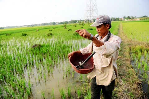 Nông dân lại gặp khó với giá kali, DAP - Ảnh 1. giá phân bón kali - Ảnh 1.