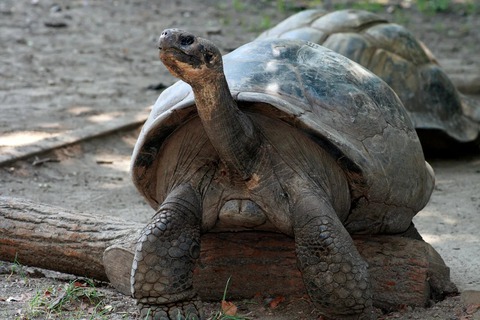 Galapagos - Ảnh 1.