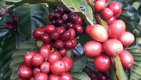 cà phê - Ảnh 1.