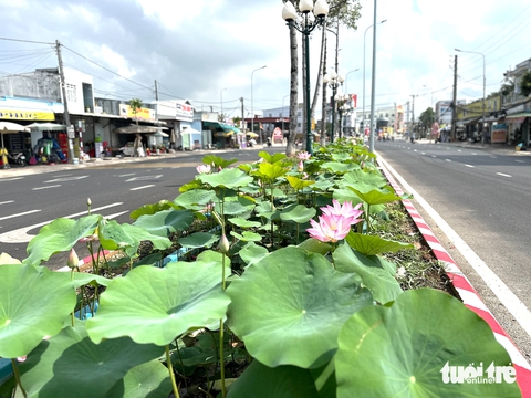 hoa sen - Ảnh 3.