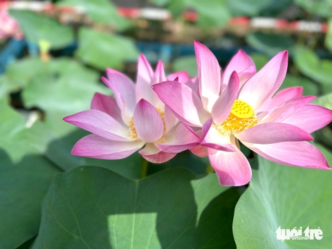 Về Cao Lãnh ngắm sen hồng nở rộ giữa lòng thành phố - Ảnh 4.
