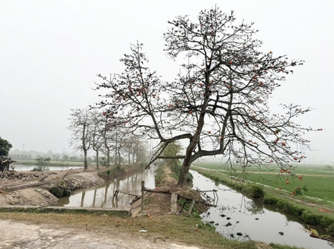 Mời người đòi thu phí chụp ảnh cây gạo ở Hà Nam lên phường làm việc - Ảnh 1.