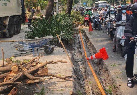 UBND TP.HCM chỉ đạo xử lý nghiêm nhà thầu, đơn vị thi công vi phạm bảo vệ cây xanh - Ảnh 1.