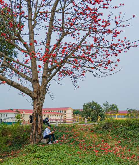 Mãn nhãn với vòm trời rực lửa từ cây gạo cô đơn 40 năm tại Vĩnh Phúc - Ảnh 4.