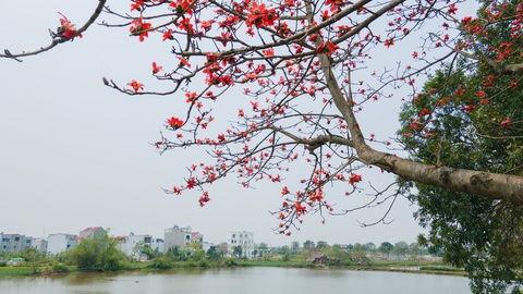 cây gạo - Ảnh 5.