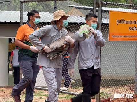 Sếu đầu đỏ Thái thích nghi tốt ở Việt Nam - Ảnh 3. Sếu đầu đỏ Thái thích nghi tốt ở Việt Nam - Ảnh 3.