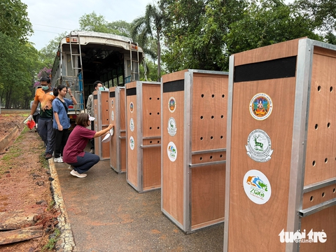Sếu đầu đỏ Thái thích nghi tốt ở Việt Nam - Ảnh 6. Sếu đầu đỏ Thái thích nghi tốt ở Việt Nam - Ảnh 6.
