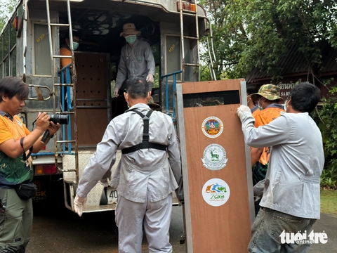 Sếu đầu đỏ Thái thích nghi tốt ở Việt Nam - Ảnh 7. Sếu đầu đỏ Thái thích nghi tốt ở Việt Nam - Ảnh 7.