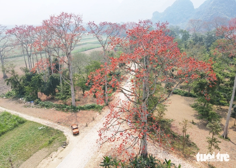 Ngắm con đường hoa gạo đỏ rực được người dân xứ Nghệ bảo vệ - Ảnh 1.
