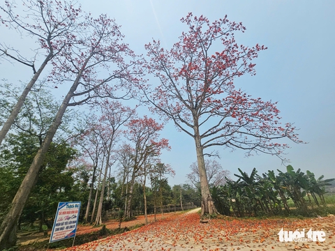 Ngắm con đường hoa gạo đỏ rực được người dân xứ Nghệ bảo vệ - Ảnh 4.