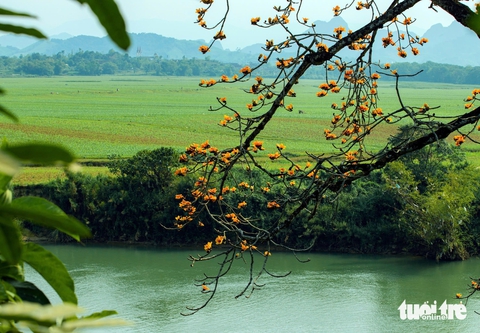 Ngắm con đường hoa gạo đỏ rực được người dân xứ Nghệ bảo vệ - Ảnh 8.