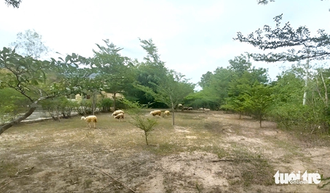 Ninh Thuận - Ảnh 2.