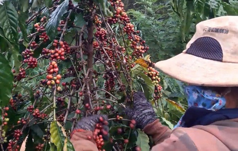 cà phê - Ảnh 1.