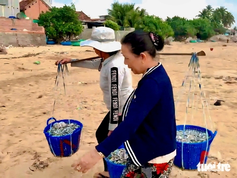 Được mùa cá cơm, người dân Phú Yên chế biến đủ loại từ hấp đến làm mắm - Ảnh 3.