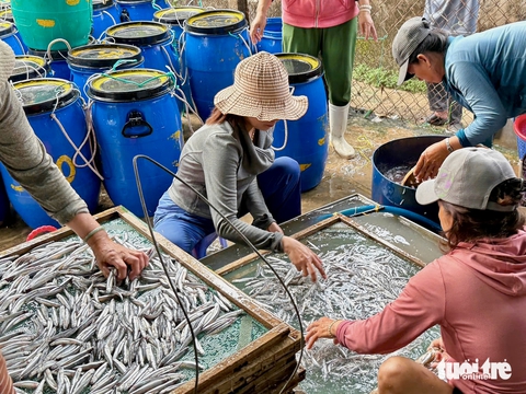Được mùa cá cơm, người dân Phú Yên chế biến đủ loại từ hấp đến làm mắm - Ảnh 4.