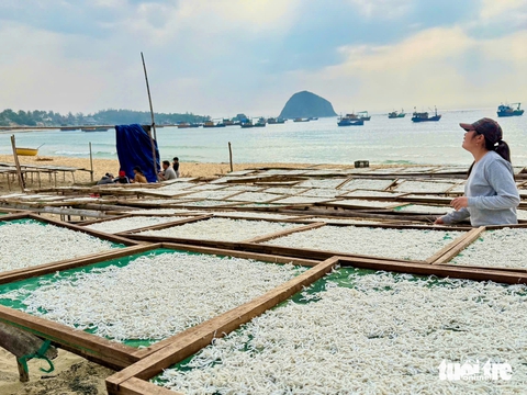 Được mùa cá cơm, người dân Phú Yên chế biến đủ loại từ hấp đến làm mắm - Ảnh 9.