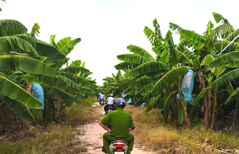 vườn chuối - Ảnh 1.