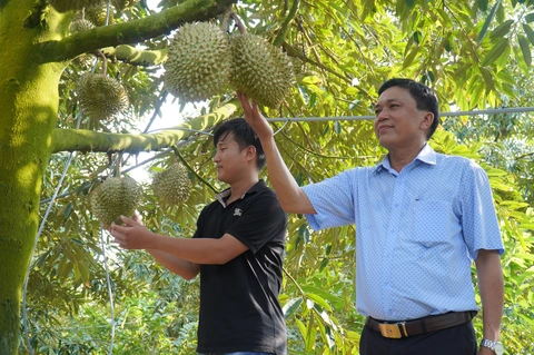 Sầu riêng rớt giá, thương lái vừa gom hàng vừa lo - Ảnh 1.
