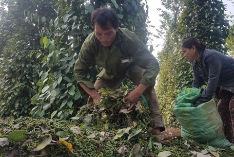 Giá hồ tiêu bật tăng liên tiếp sau thông tin tích cực từ thị trường Mỹ - Ảnh 1.