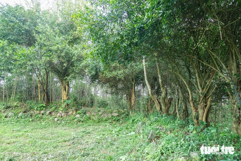 Động thổ xây đền thờ chúa Nguyễn Hoàng ở nơi từng có miếu thờ chúa 400 năm trước - Ảnh 5.