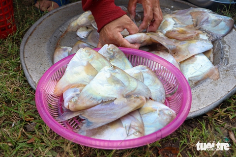 Ngư dân Đà Nẵng kéo lưới 'rùng', cá lên tươi rói khách tranh nhau mua tận tay - Ảnh 7.