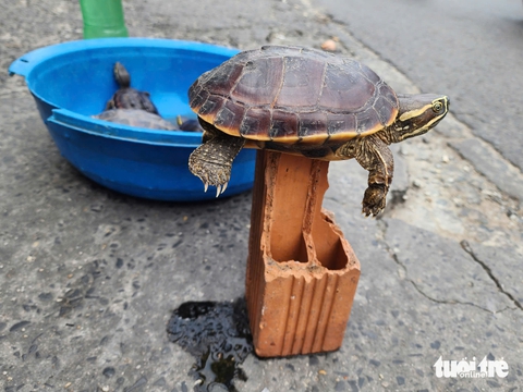 động vật hoang dã - Ảnh 2.
