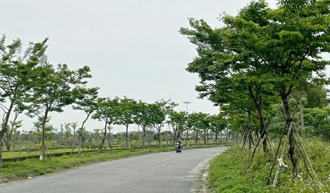 Cây xanh Công Minh - Ảnh 1.