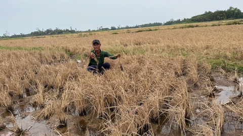 lúa chết - Ảnh 1.