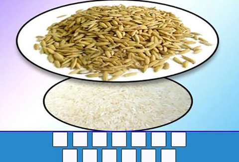 đuổi hình bắt chữ - Ảnh 1.