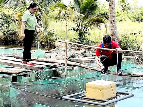 Nuôi cá chạch lấu trong ao đất đem lại niềm vui cho nông dân Kiên Giang - Ảnh 1.