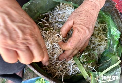 giá đỗ - Ảnh 4.